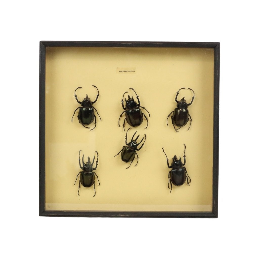 Set van 6 Mannetjes Atlaskevers XL Zwarte Lijst Taxidermie, Verzamelen, Ophalen of Verzenden, Gebruikt, Insect, Opgezet dier