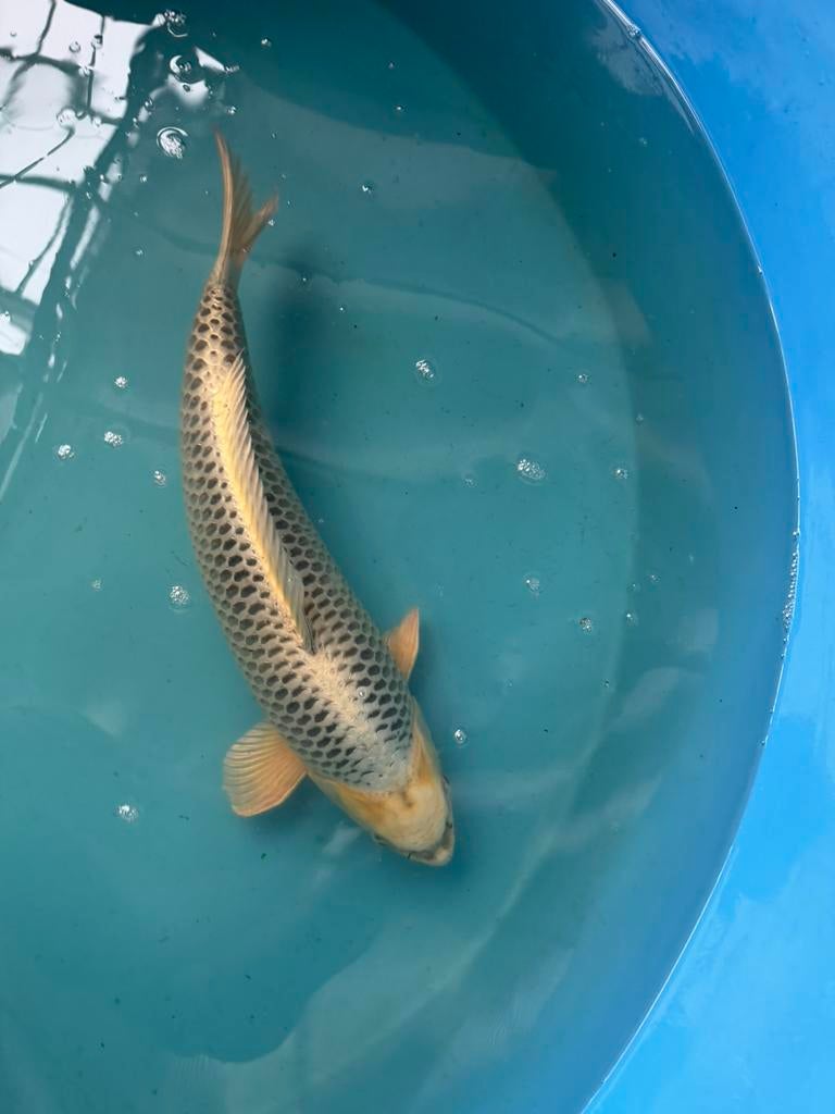 Japanse koi, Animaux & Accessoires, Poissons | Poissons d'étang