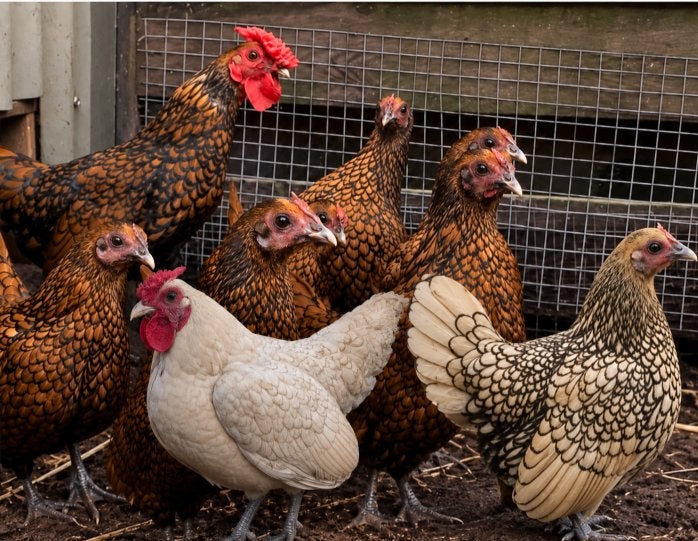 Gratis Sebright haantjes, Dieren en Toebehoren