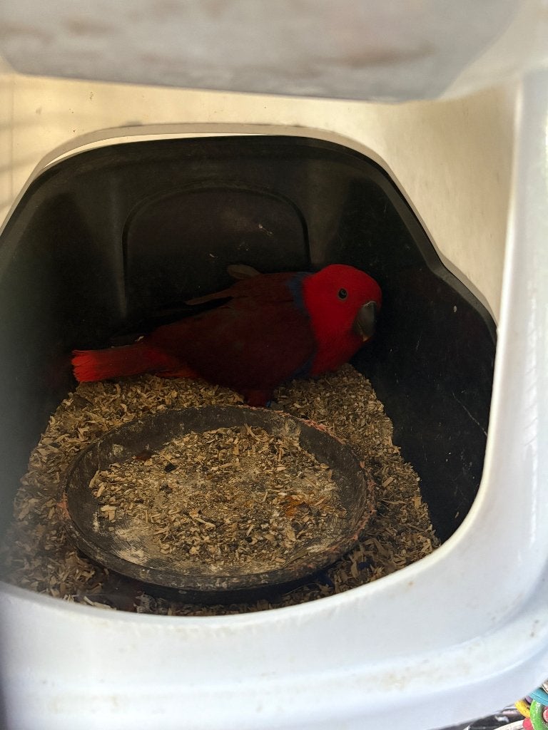 Eclectus, Femelle, Perroquet, Bagué