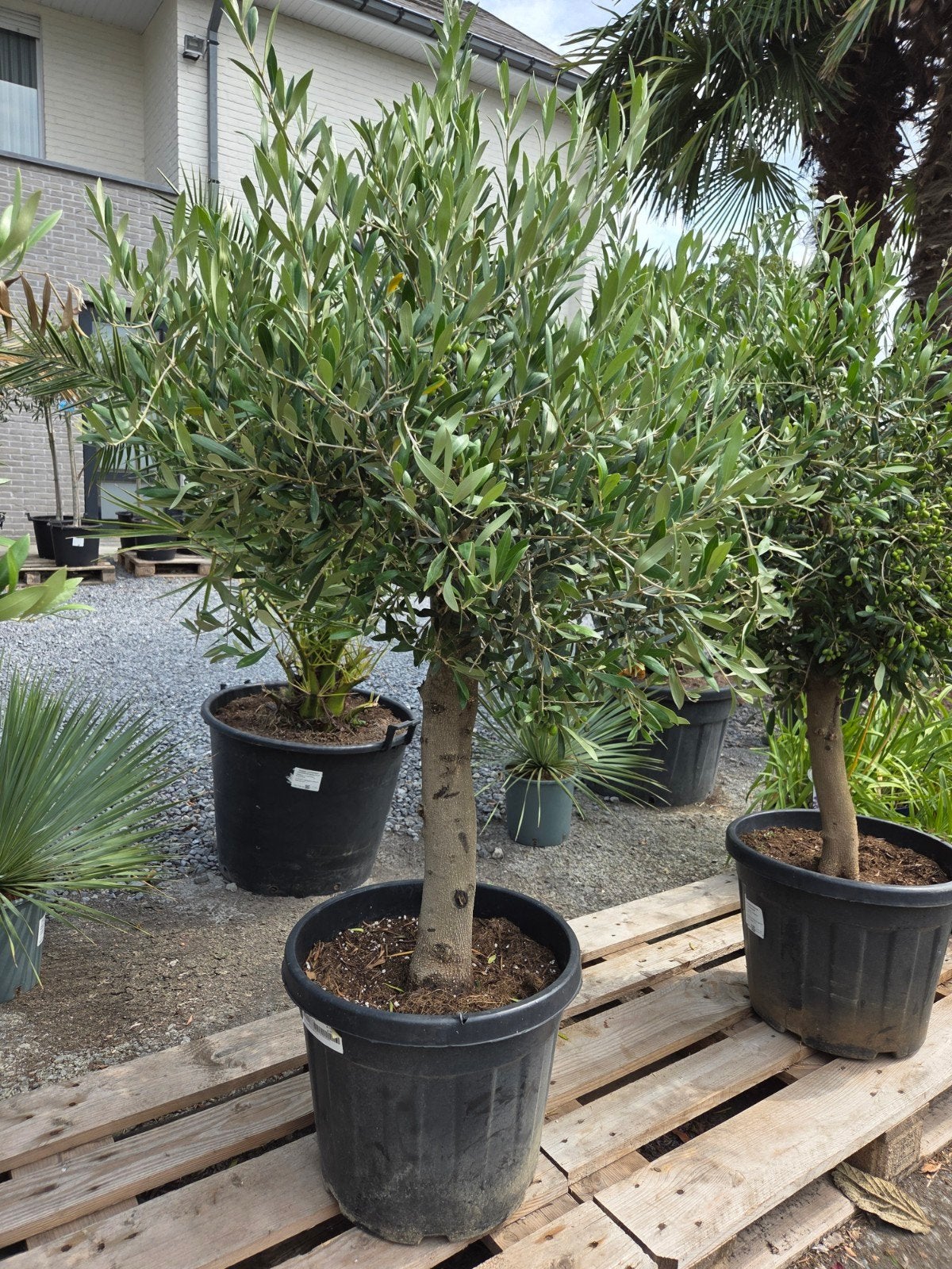 Terrasolijfboom Olea Europaea, Ophalen