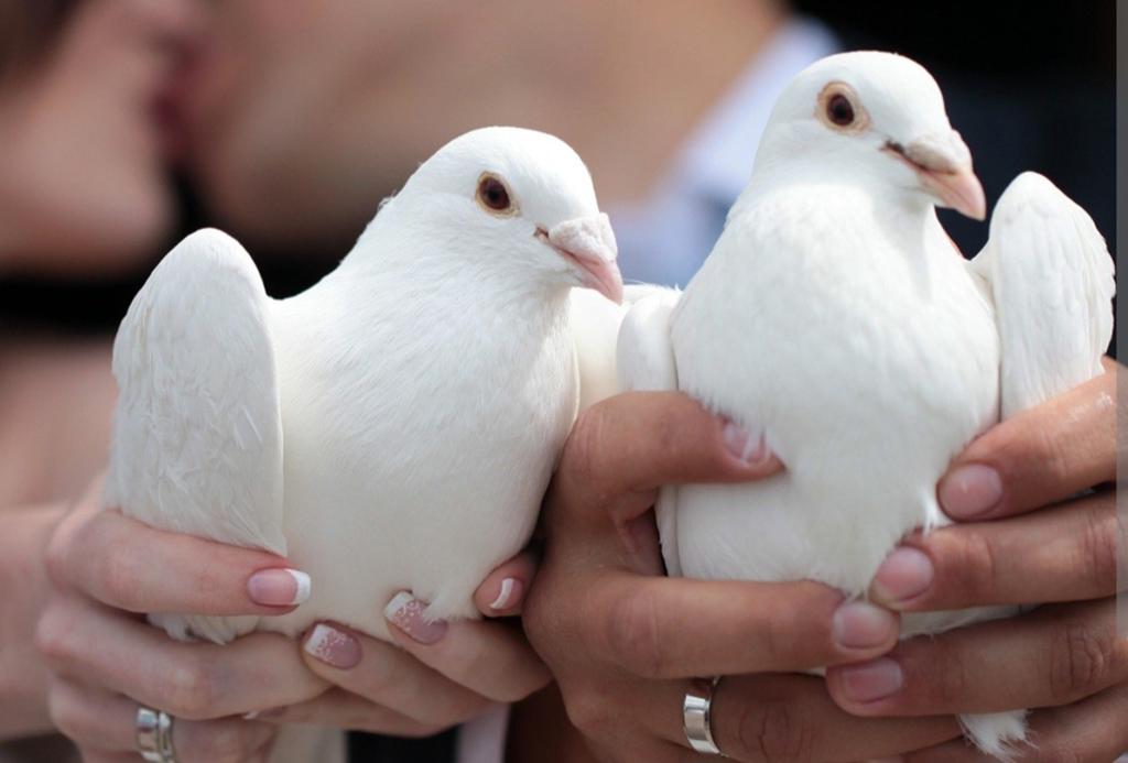 Witte duiven, Dieren en Toebehoren