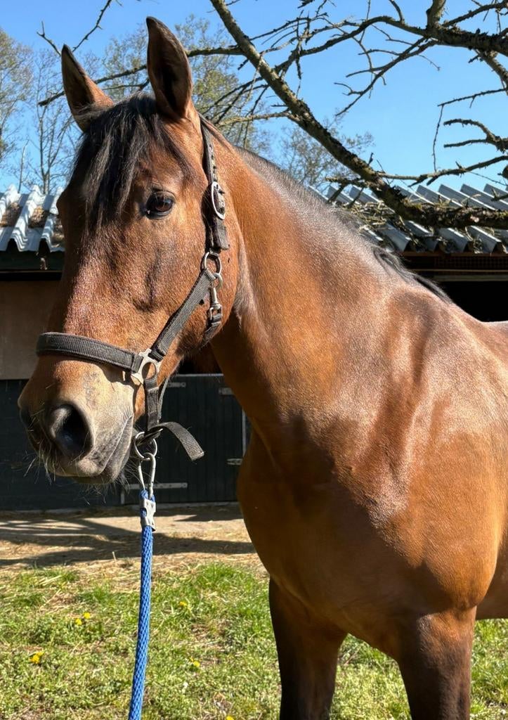 Lieve pre merrie, Jument, M