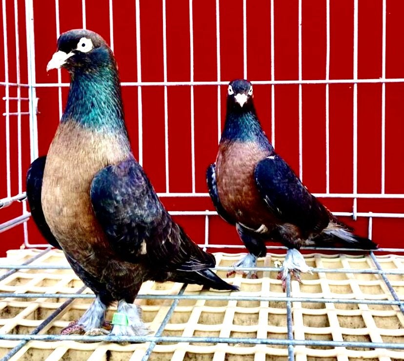 Miro Duiven, Dieren en Toebehoren, Meerdere dieren, Tuimelaar of Roller