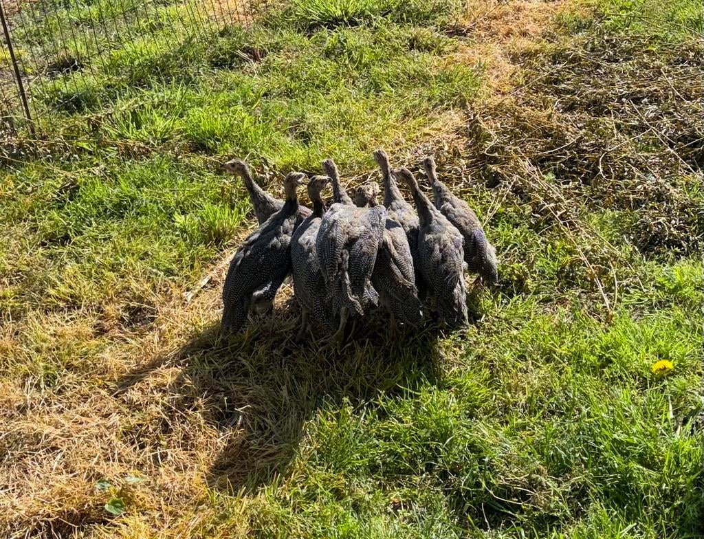 Jonge parelhoen, parelhoendes, Dieren en Toebehoren, Geslacht onbekend, Overige soorten