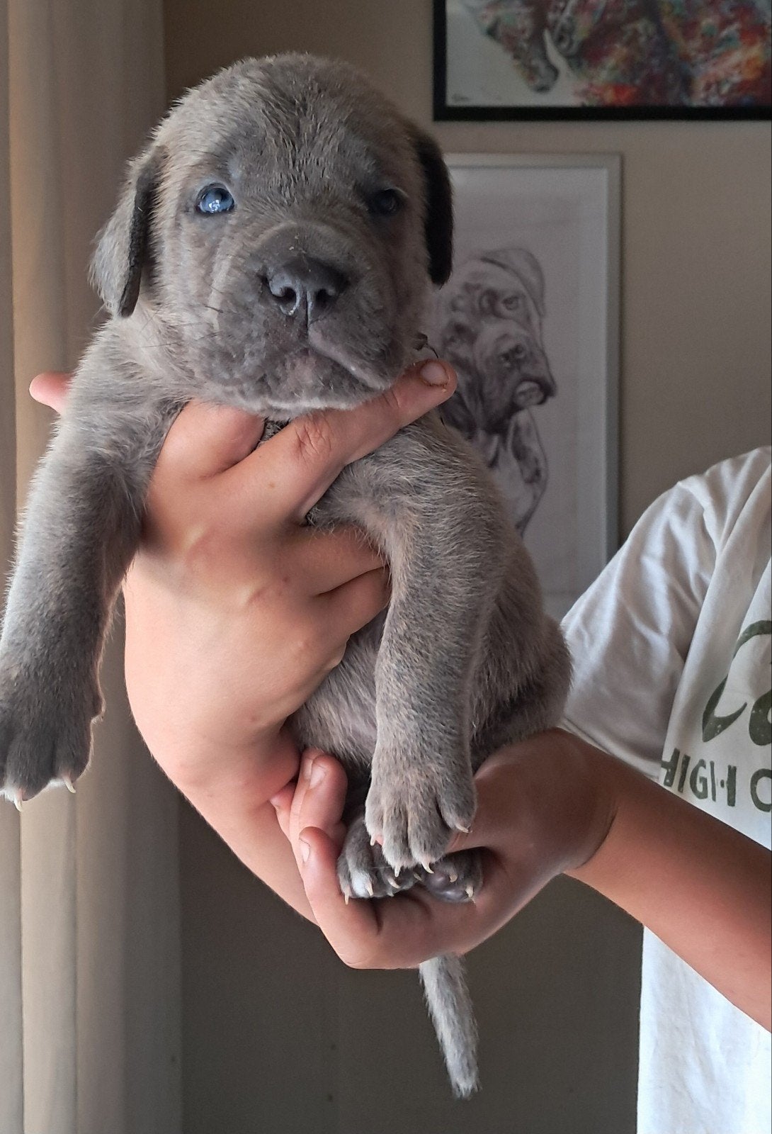 cane corso pups, Dieren en Toebehoren, België, Fokker | Hobbymatig, CDV (hondenziekte), 8 tot 15 weken