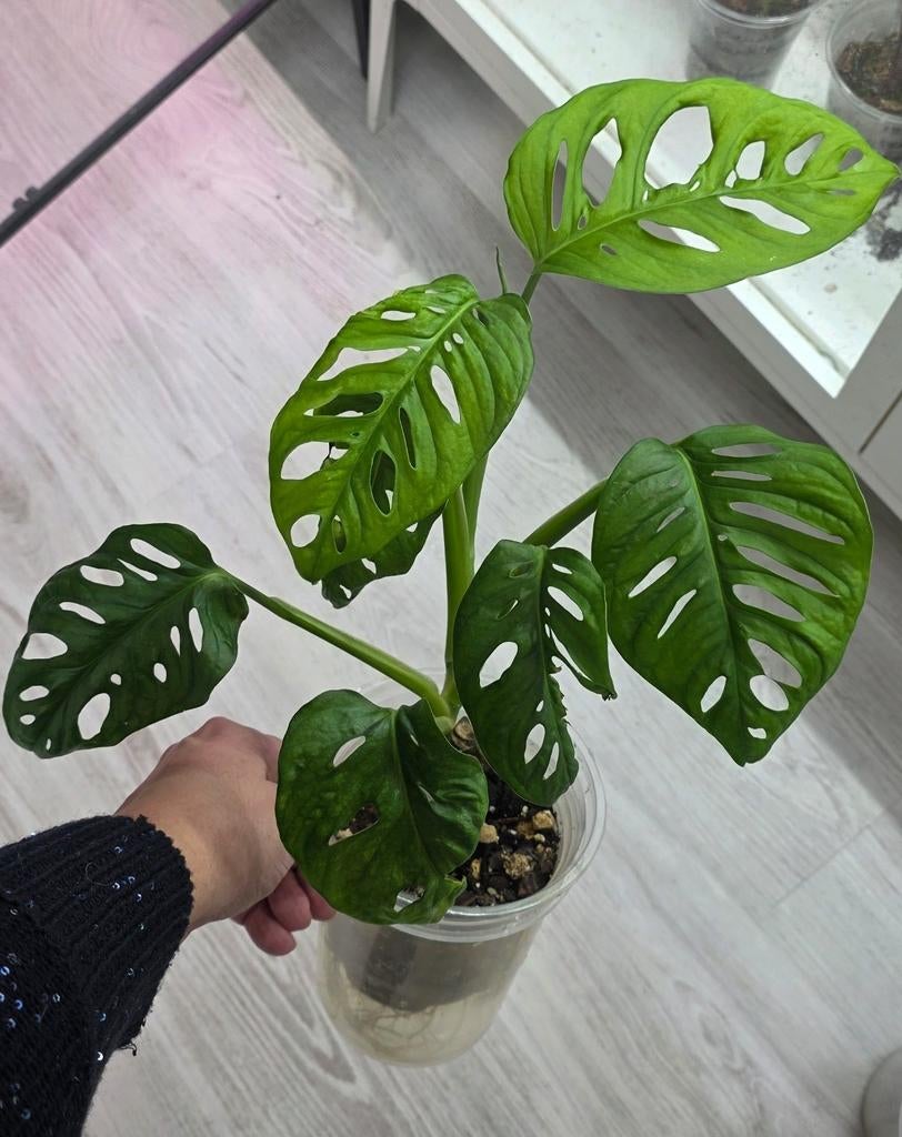 Monstera adansooni, Ophalen