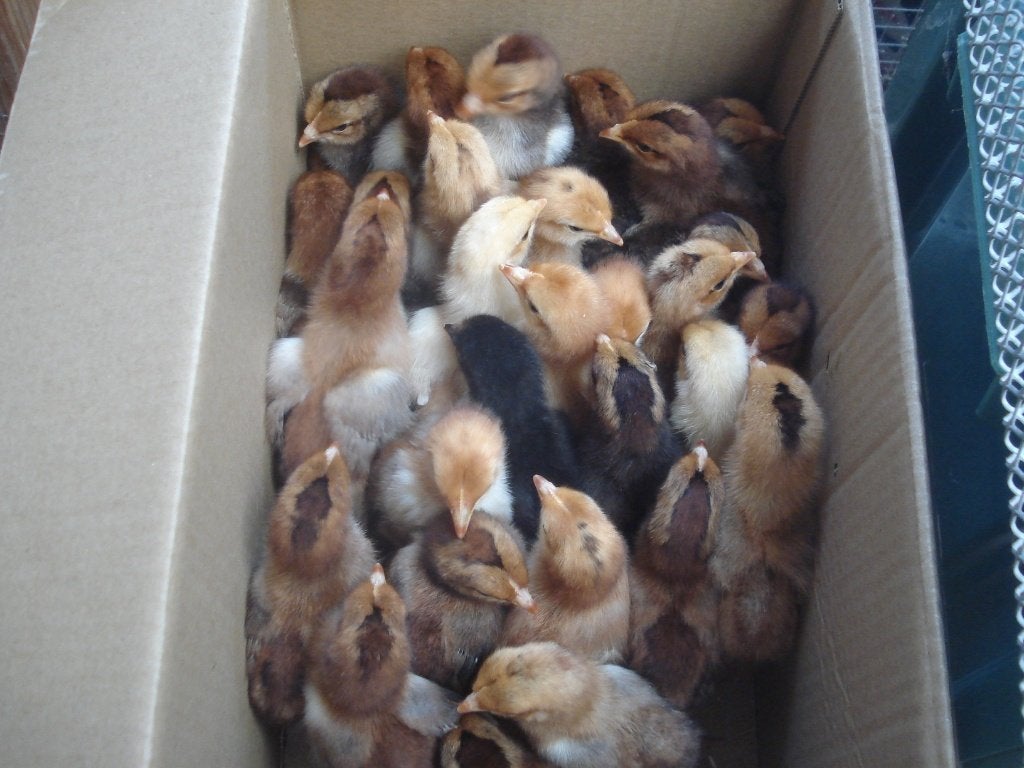 kuikens leghorn (porselein, duizendkleur), Dieren en Toebehoren, Pluimvee, Geslacht onbekend, Kip