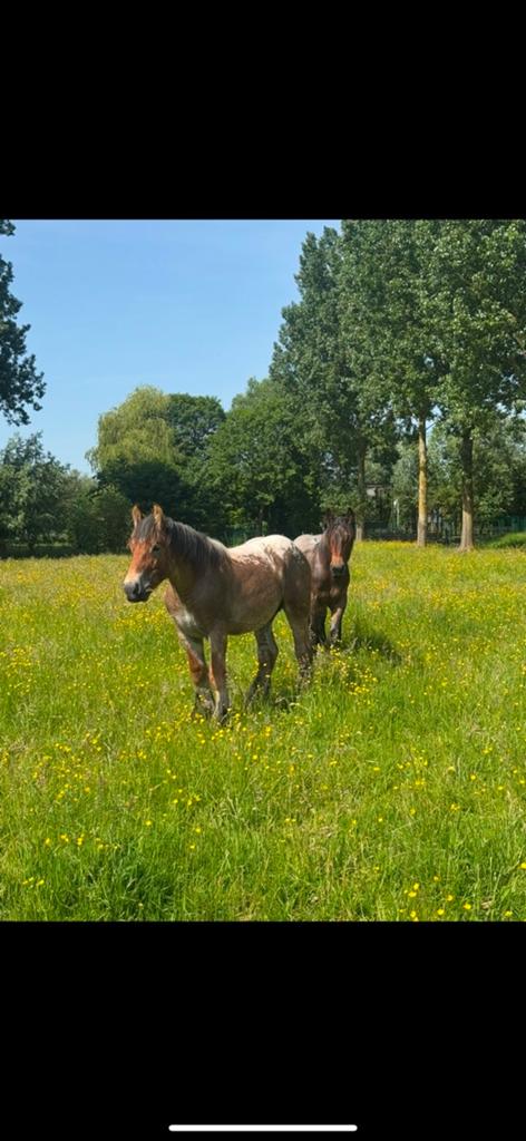 8 hengsten veulens, Dieren en Toebehoren