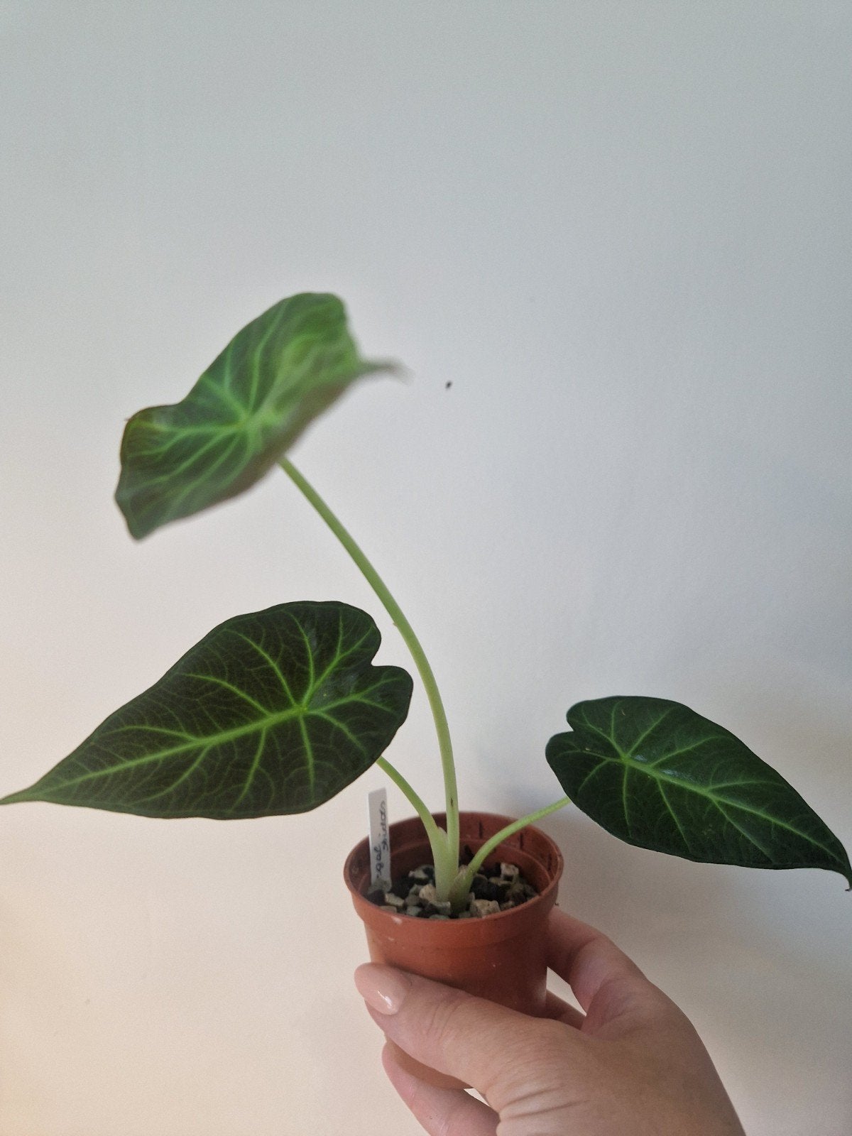 Mooie Alocasia Regal Shield, Ophalen, Overige soorten, Halfschaduw, Minder dan 100 cm