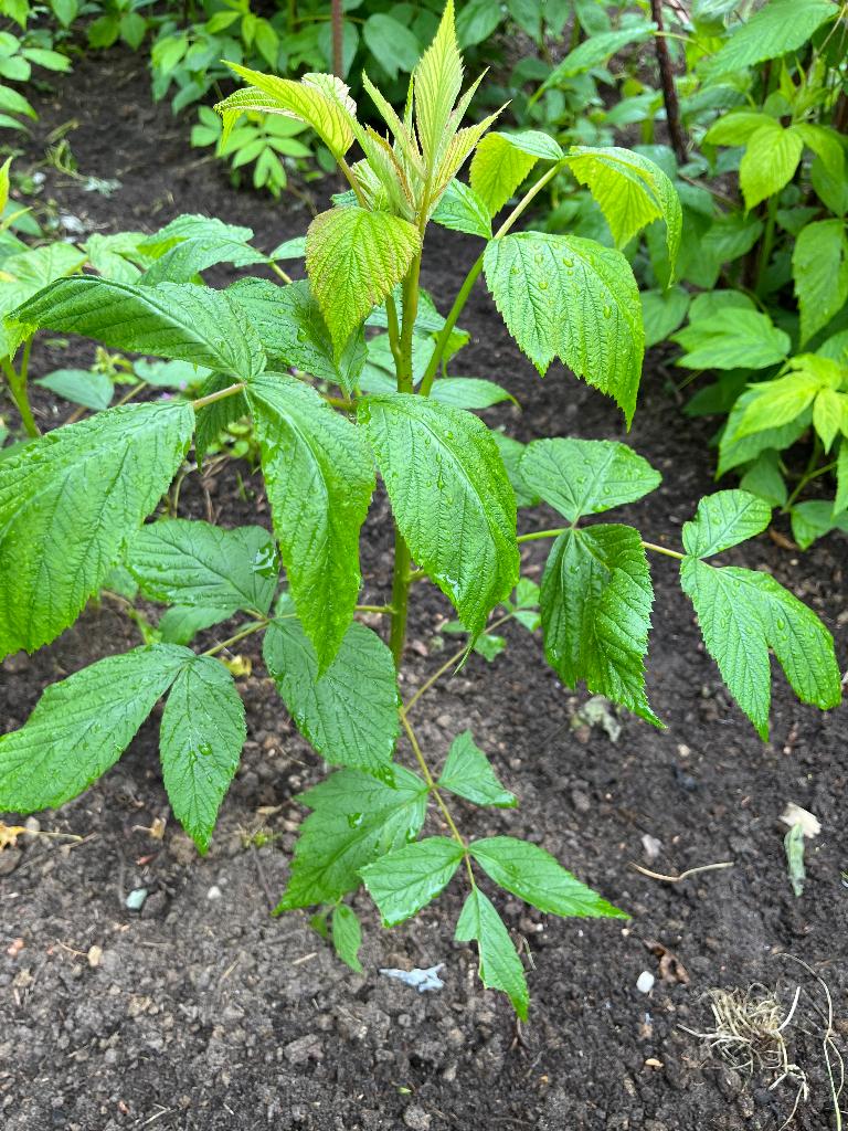 frambozen, Ophalen, Zomer, Vaste plant, Fruitplanten