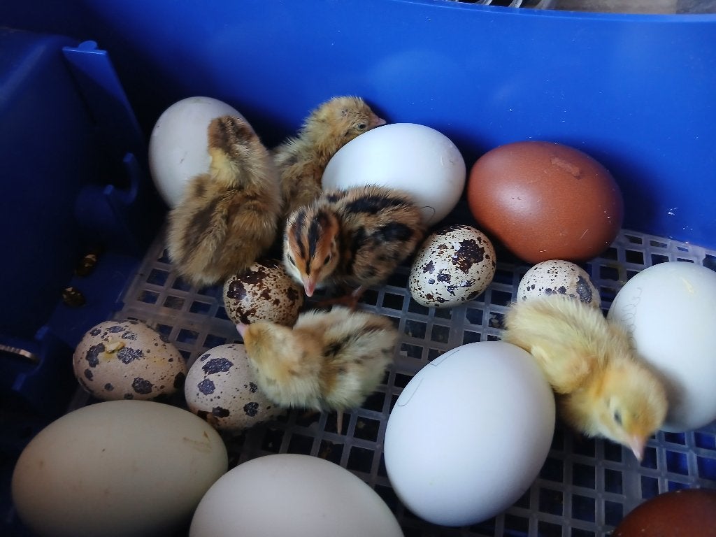 Oeufs fécondés de cailles jumbo, Enlèvement, Neuf, Article de fête