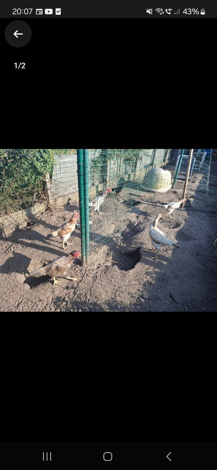 5 shamo hennen, Femelle, Poule ou poulet