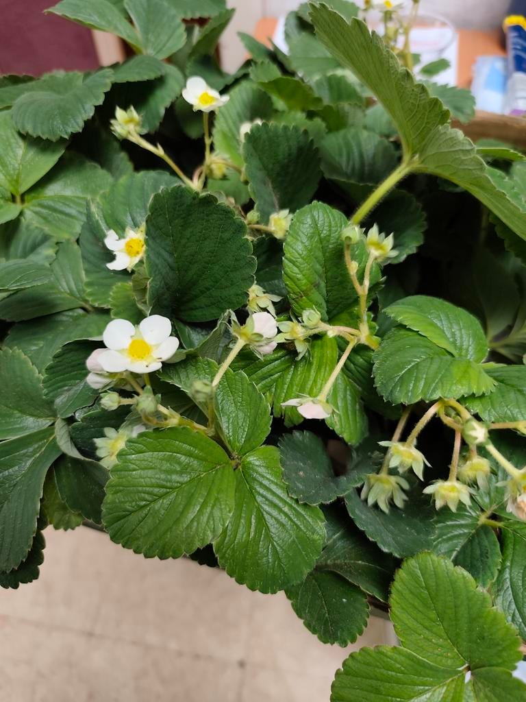 Aardbei Planten, Tuin en Terras, Ophalen
