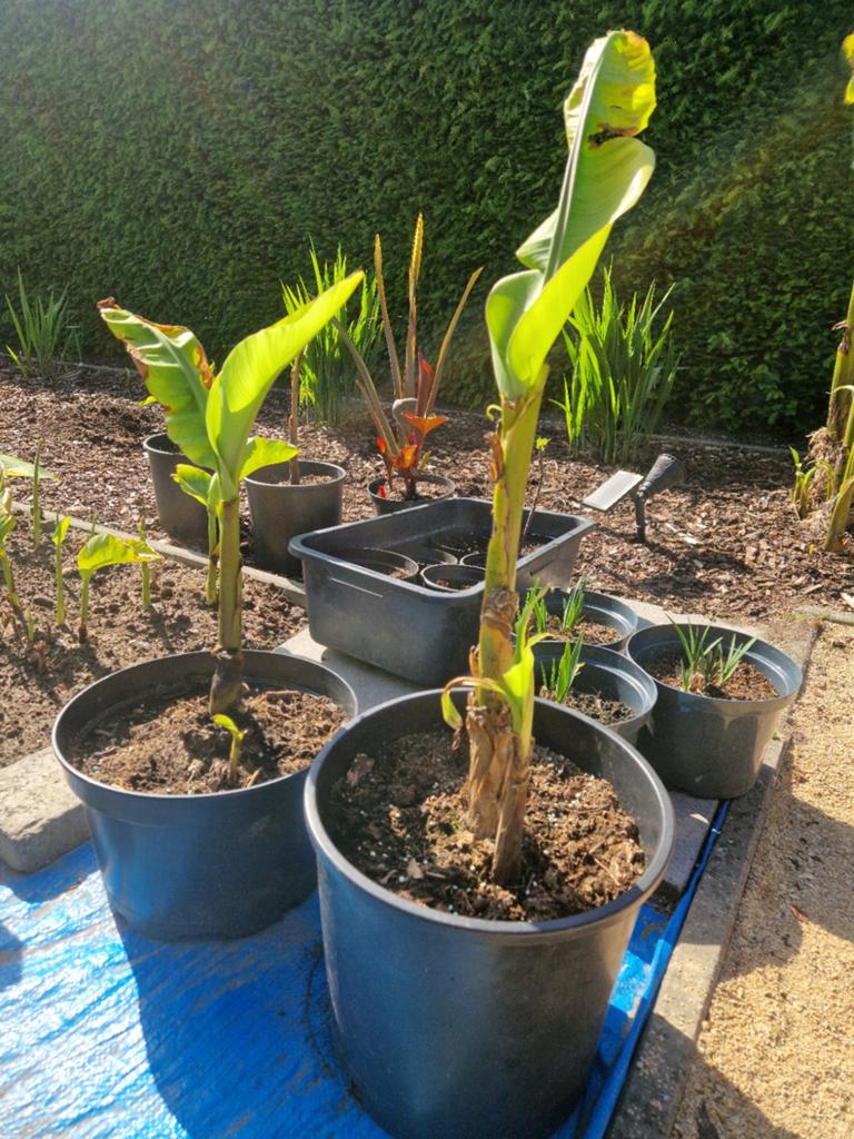 Musa Basjo  ( minstens 2 scheuten), Tuin en Terras, Planten | Tuinplanten, Volle zon, Vaste plant, Bloeit niet, Ophalen
