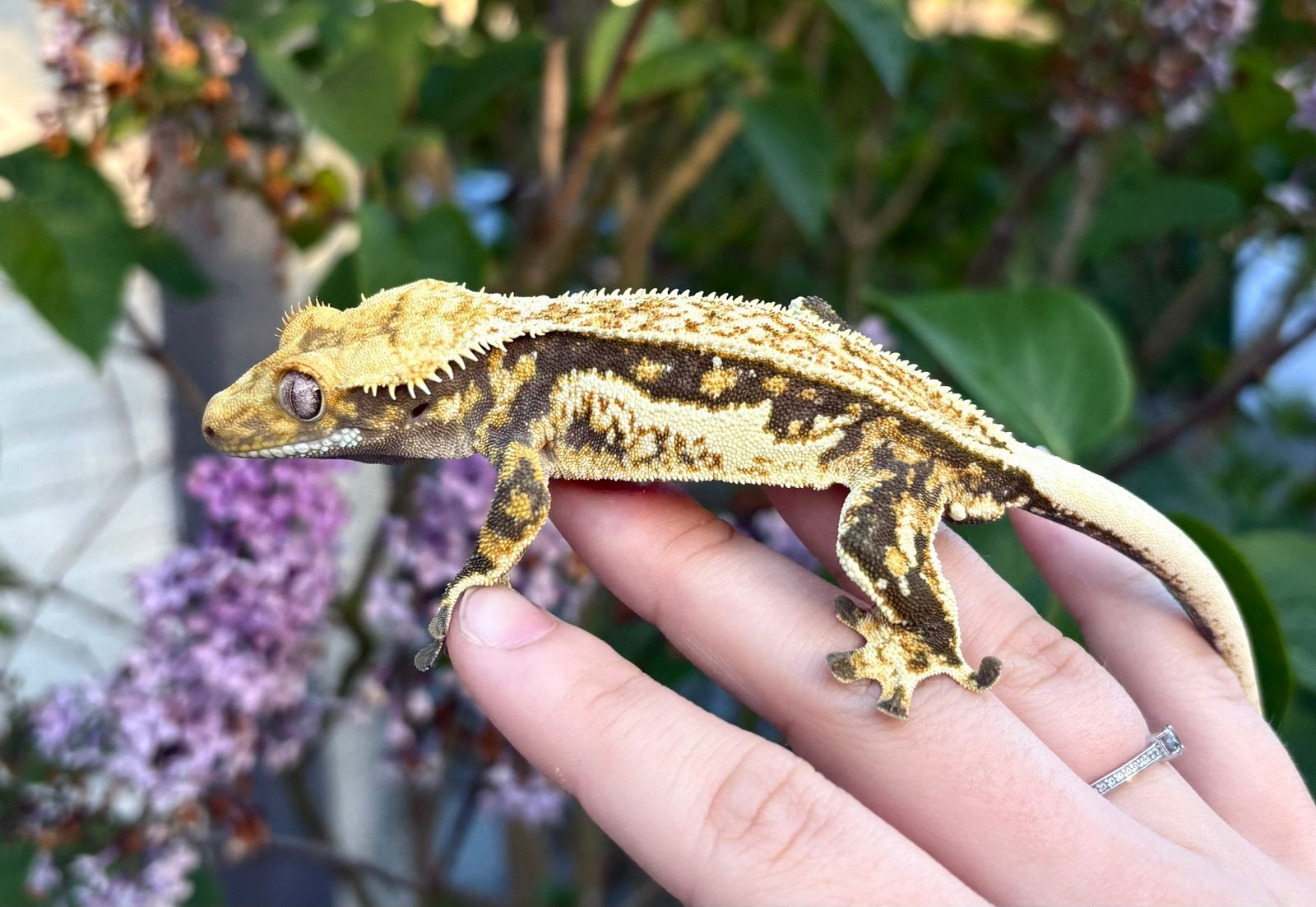 Wimpergekko 1.0 man, Dieren en Toebehoren, Reptielen en Amfibieën