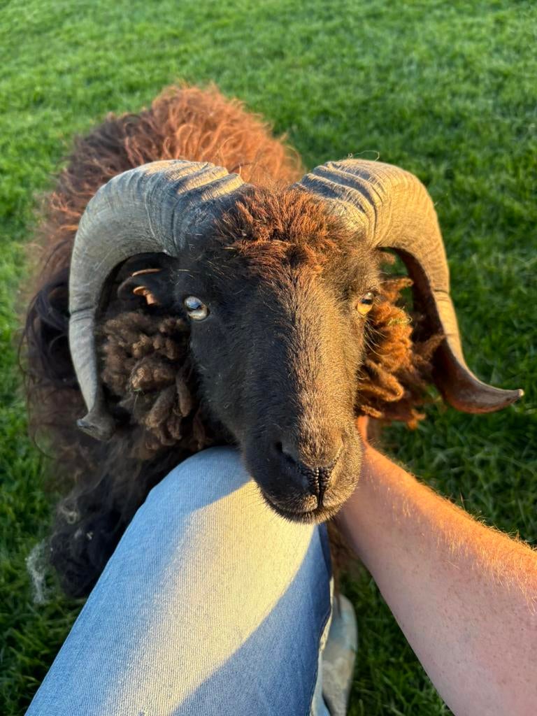 Ouessant ram