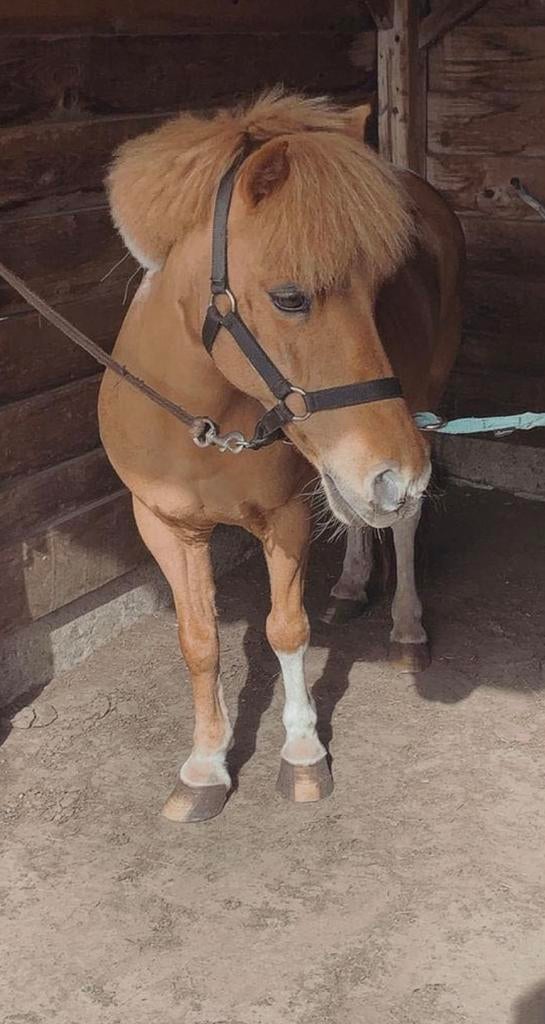 Verzorgpony aangeboden, Ophalen