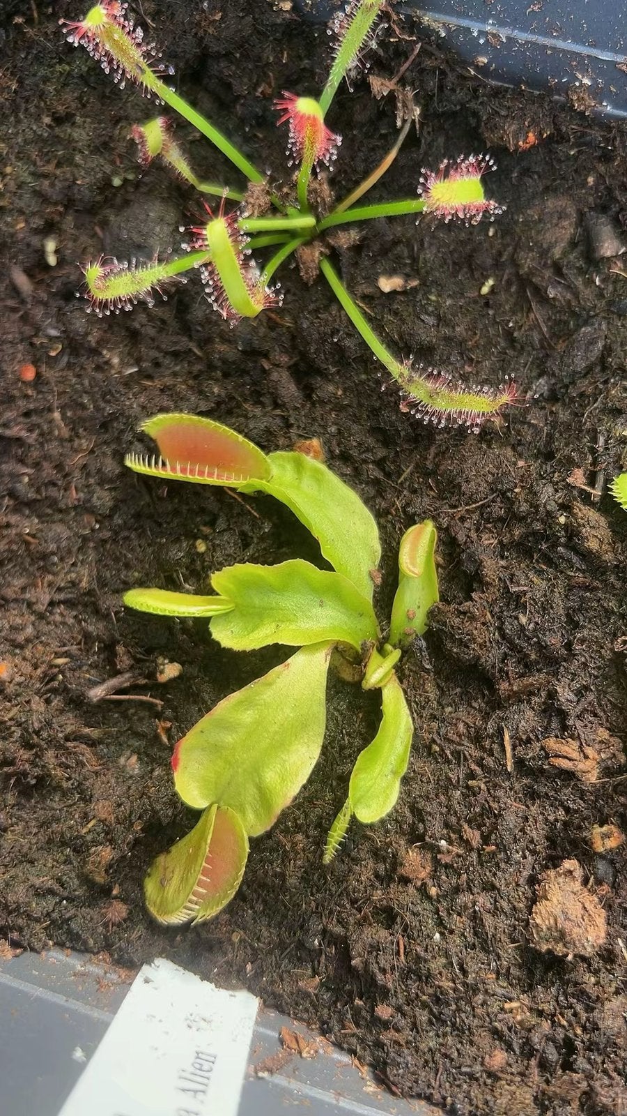 Bijzondere vleesetende plant – Dionaea muscipula ‘Alien’, Tuin en Terras, Ophalen of Verzenden