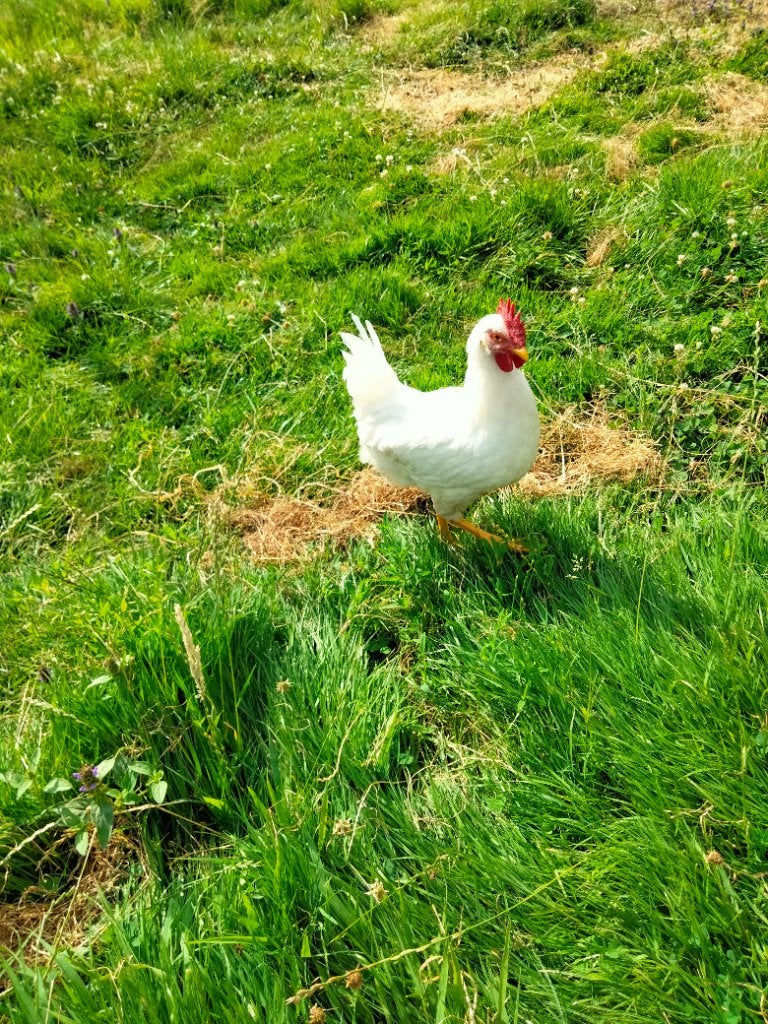 Haan witte leghorn, Dieren en Toebehoren, Mannelijk, Kip