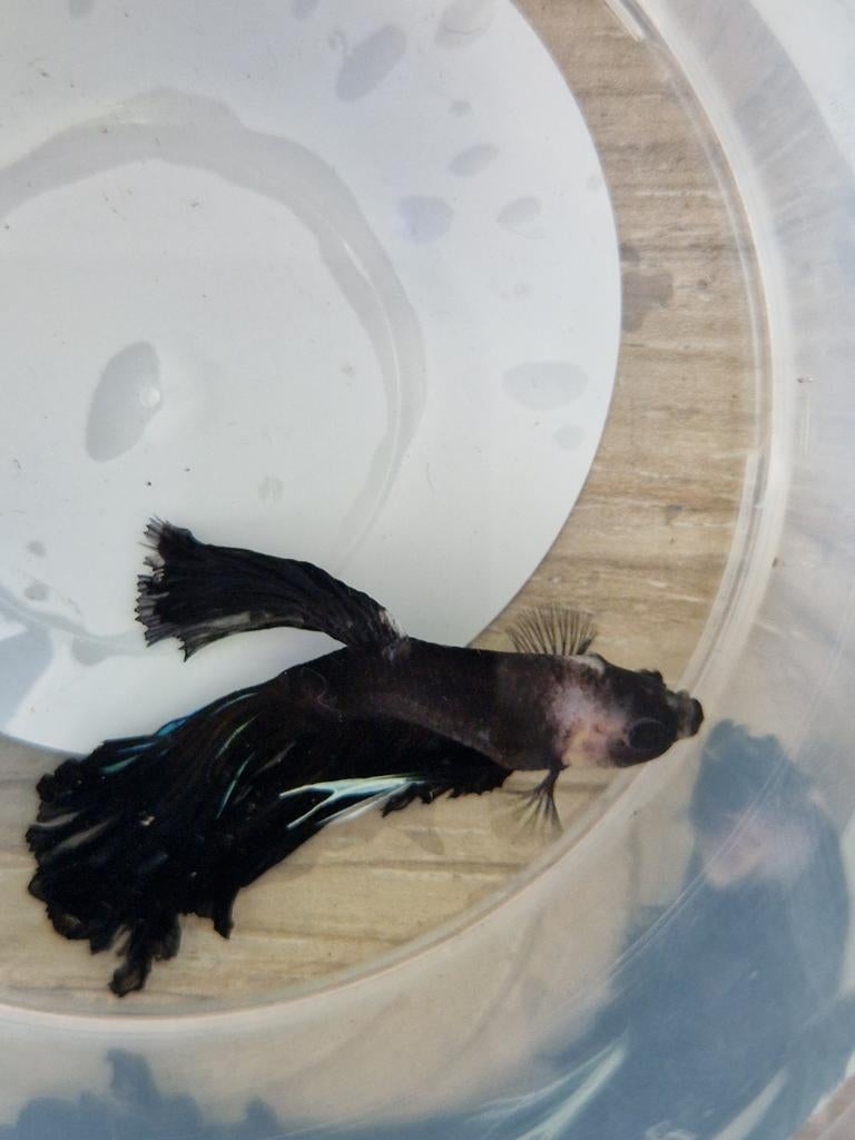 Betta man, Dieren en Toebehoren, Vis, Zoetwatervis