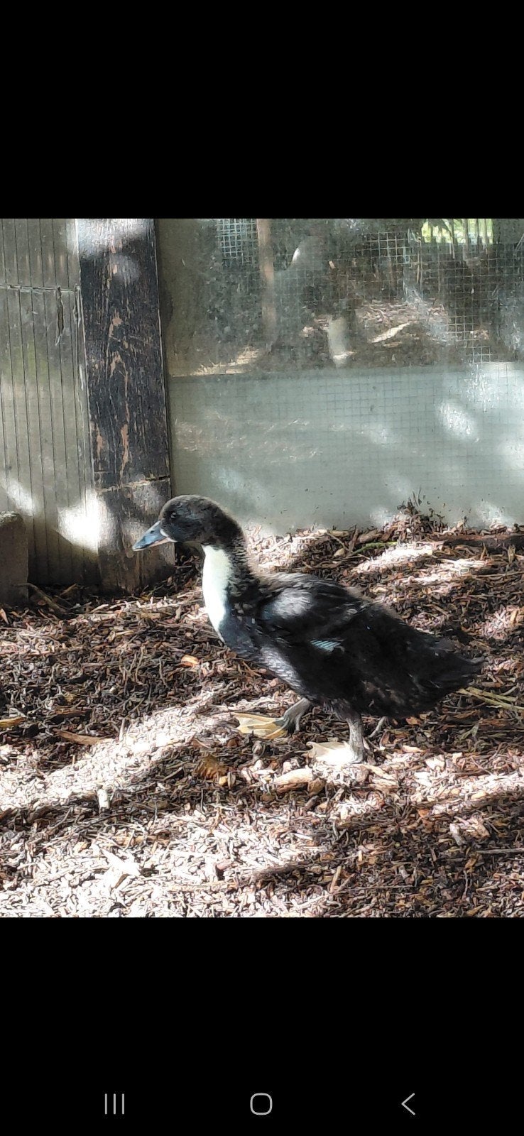 3 Dendermondse  Van Vorst eendenkuikens te koop – enkel sam, Dieren en Toebehoren, Pluimvee
