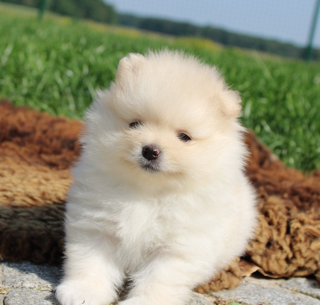 Pomeriaan pups, Dieren en Toebehoren, Parvo, België, Keeshond, 8 tot 15 weken