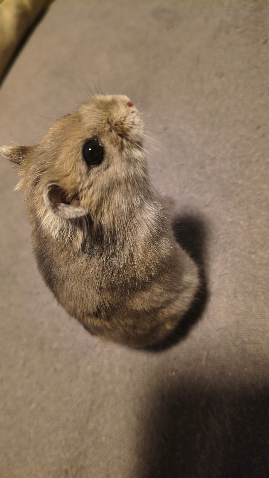 russische dwerghamster, Dieren en Toebehoren, Hamster, Mannelijk, Tam, September