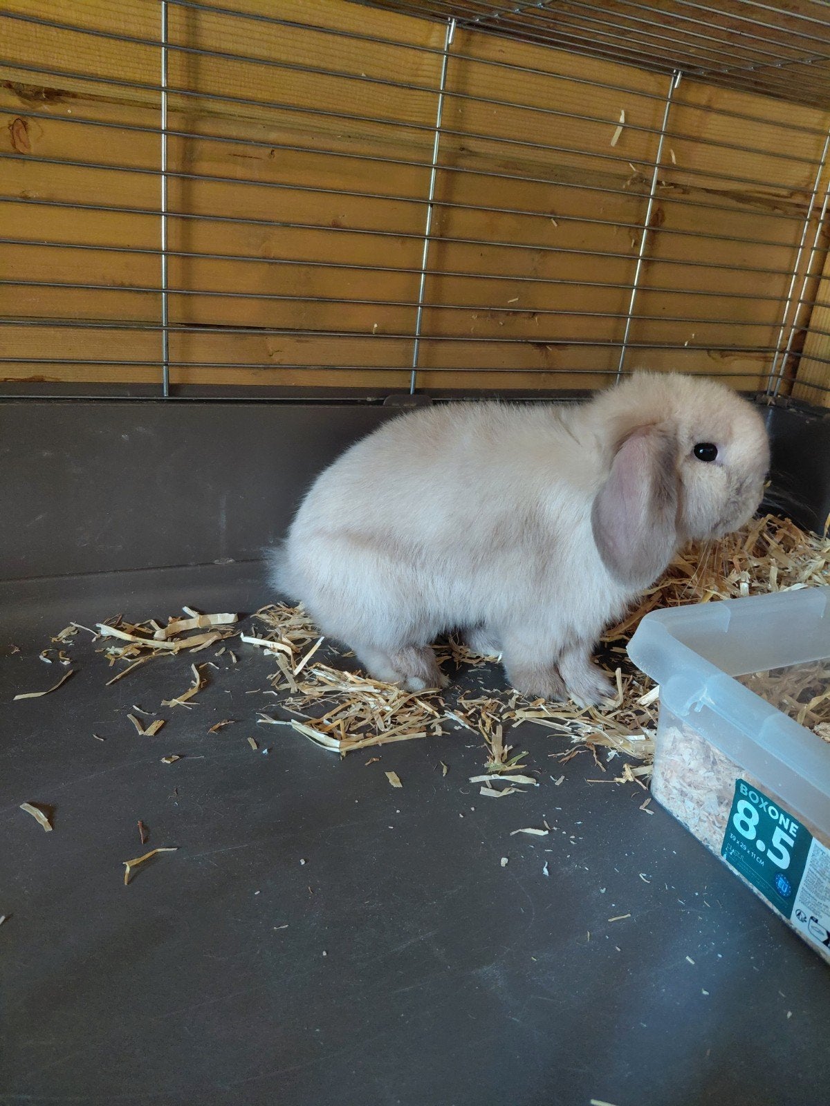 Super knuffelaar Minilop 20 weken oud met hokje.