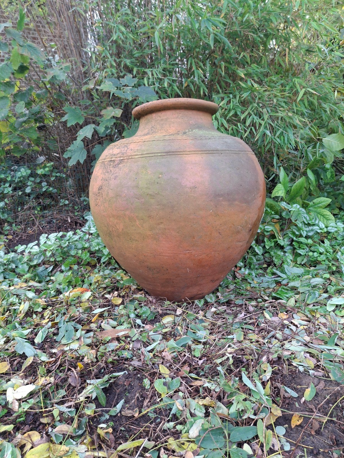 Antieke Portugese Terracotta Olijfkruik (XXXL), Ophalen