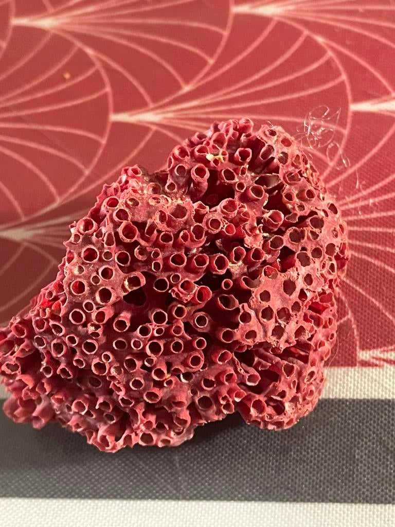 Corail, Ophalen of Verzenden