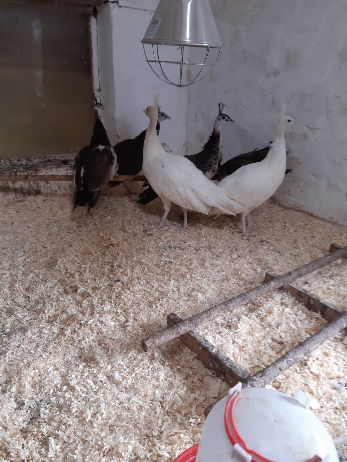 Pauwen verschillende leeftijden, Meerdere dieren, Overige soorten