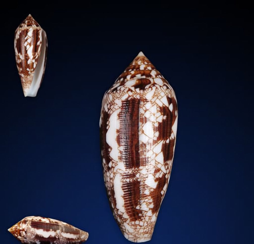 Cône Cylindre doré de 55,4 mm en parfait état, Collections, Collections Animaux, Enlèvement ou Envoi, Neuf, Autres, Autres types
