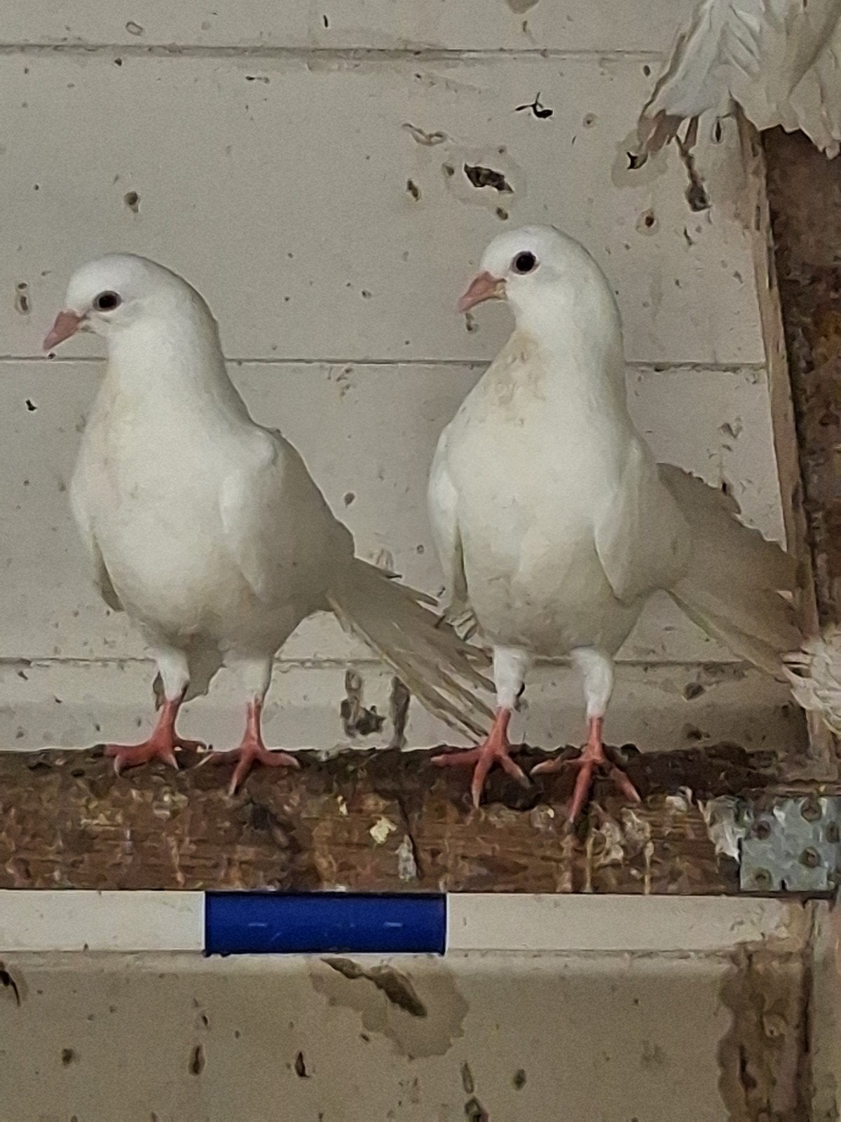 3 jonge witte pauwstaarten, Dieren en Toebehoren, Vogels | Duiven