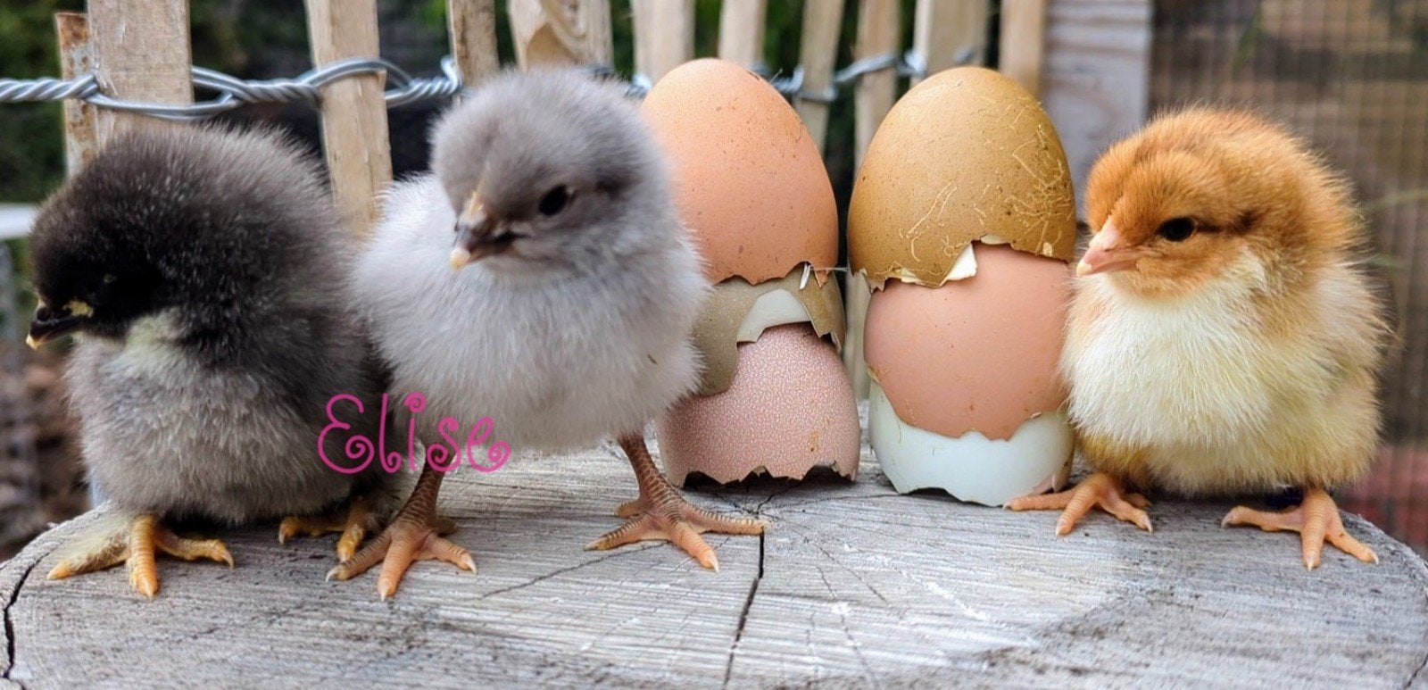 Kuikens kleurleggers easter eggers te reserveren, Kip