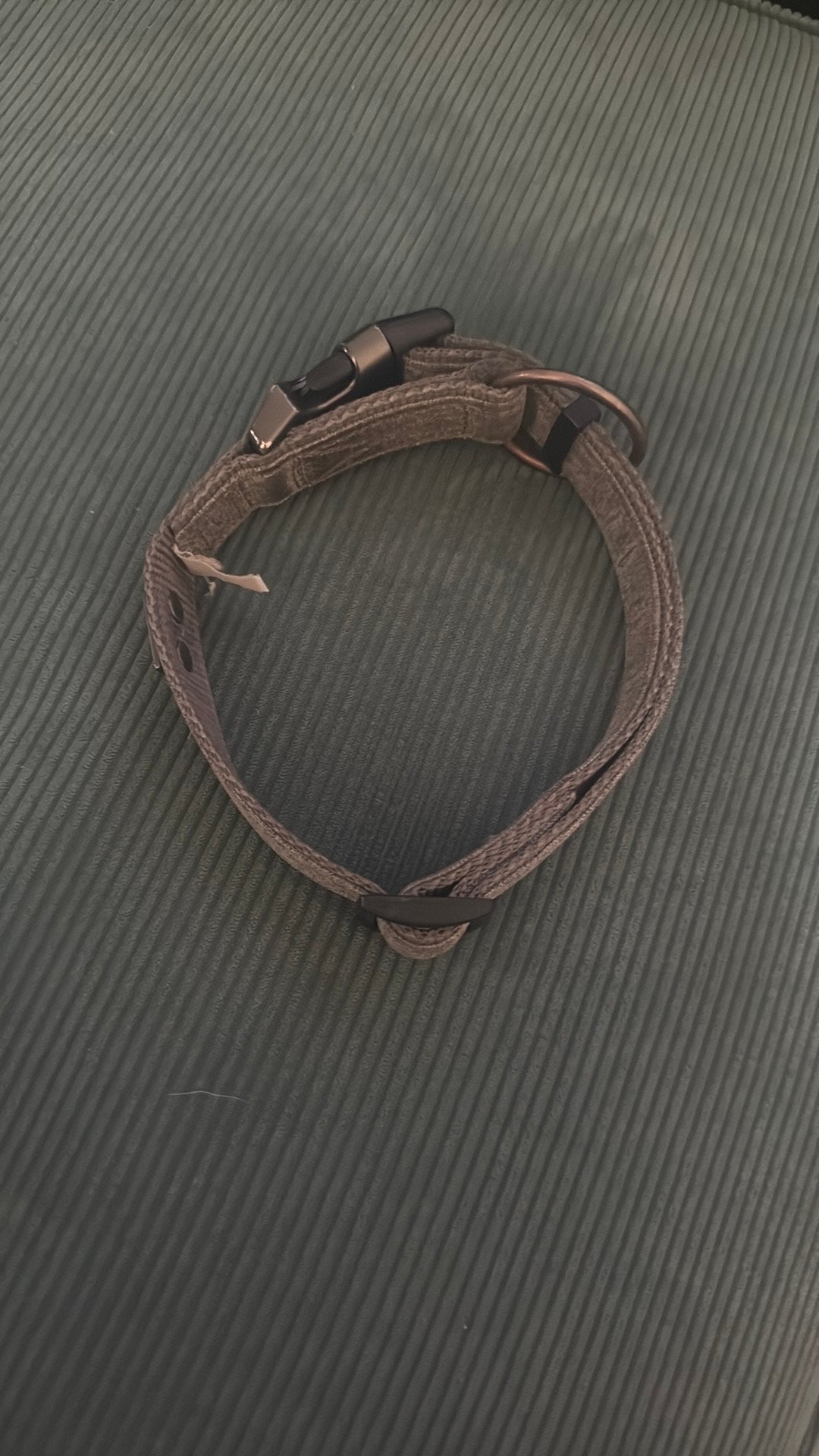Halsband hond te koop, Dieren en Toebehoren, Ophalen, Nieuw