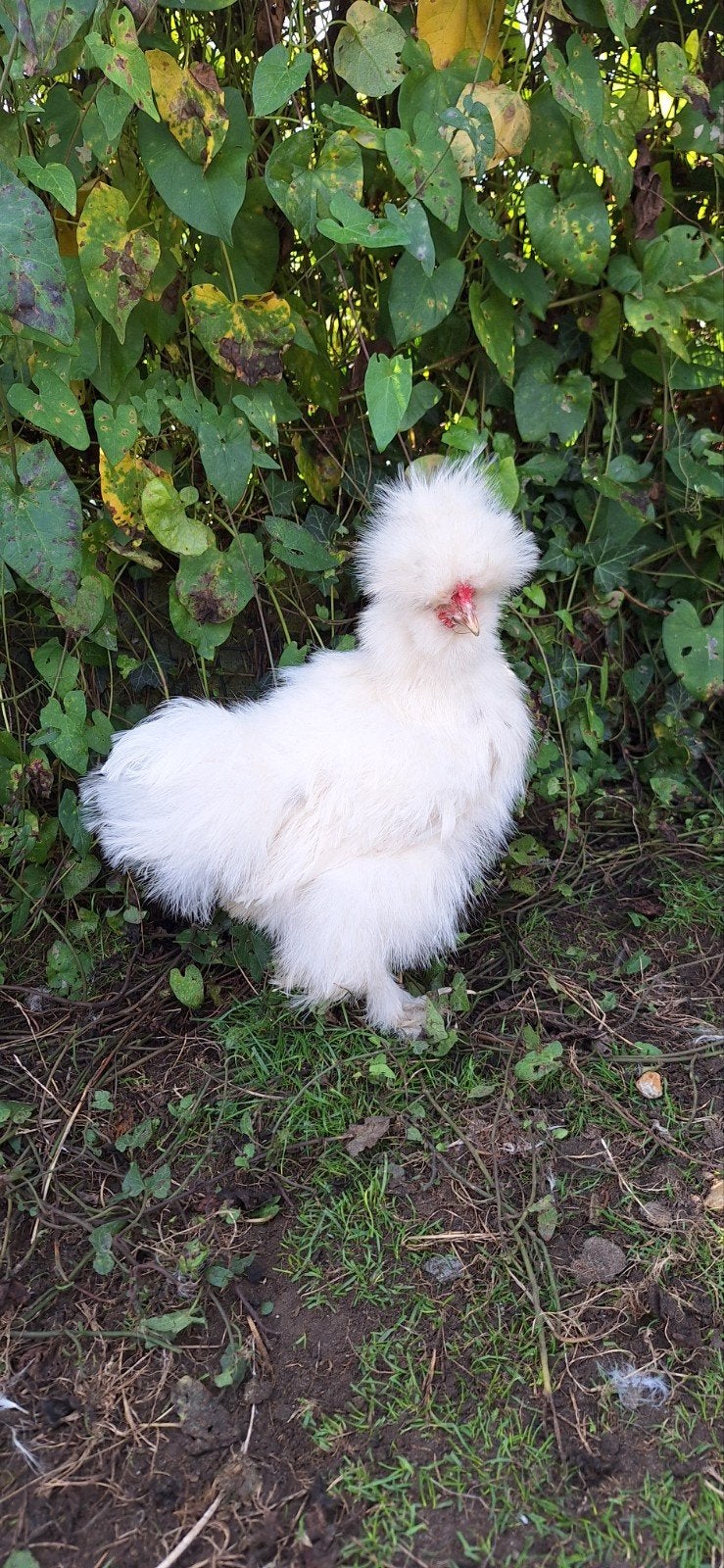 USA zijdehoender haan, Animaux & Accessoires, Volatiles, Mâle, Poule ou poulet
