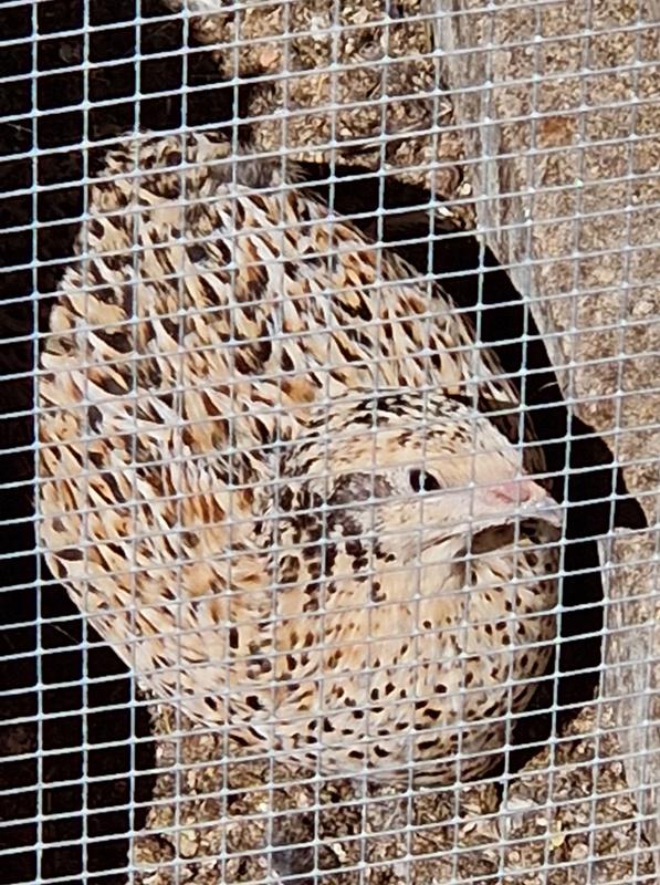 Japanse kwartel duo haan+hen 4 maanden, Dieren en Toebehoren, Meerdere dieren