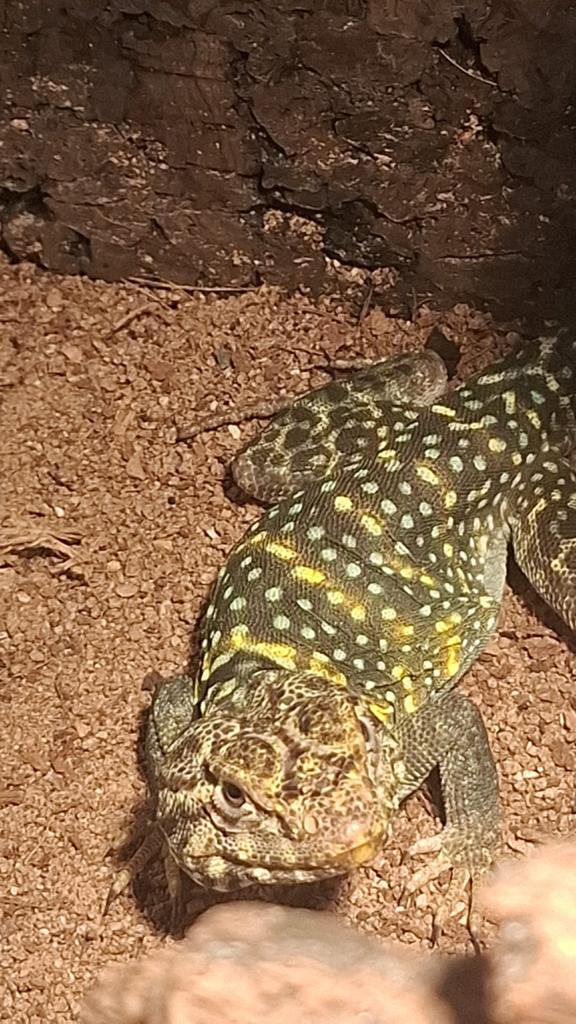 Hagedis met kraag, Dieren en Toebehoren, Hagedis, Met terrarium