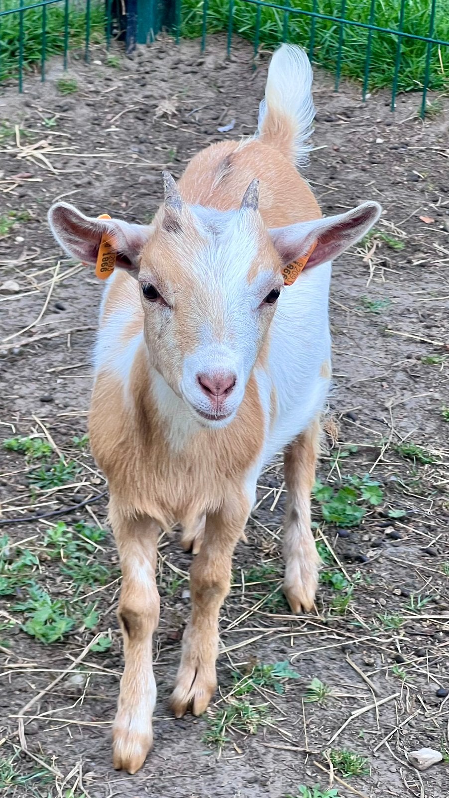 Dwerggeit vrouwtje maanvlek bont, Dieren en Toebehoren, Schapen, Geiten en Varkens, Vrouwelijk, Geit, 0 tot 2 jaar