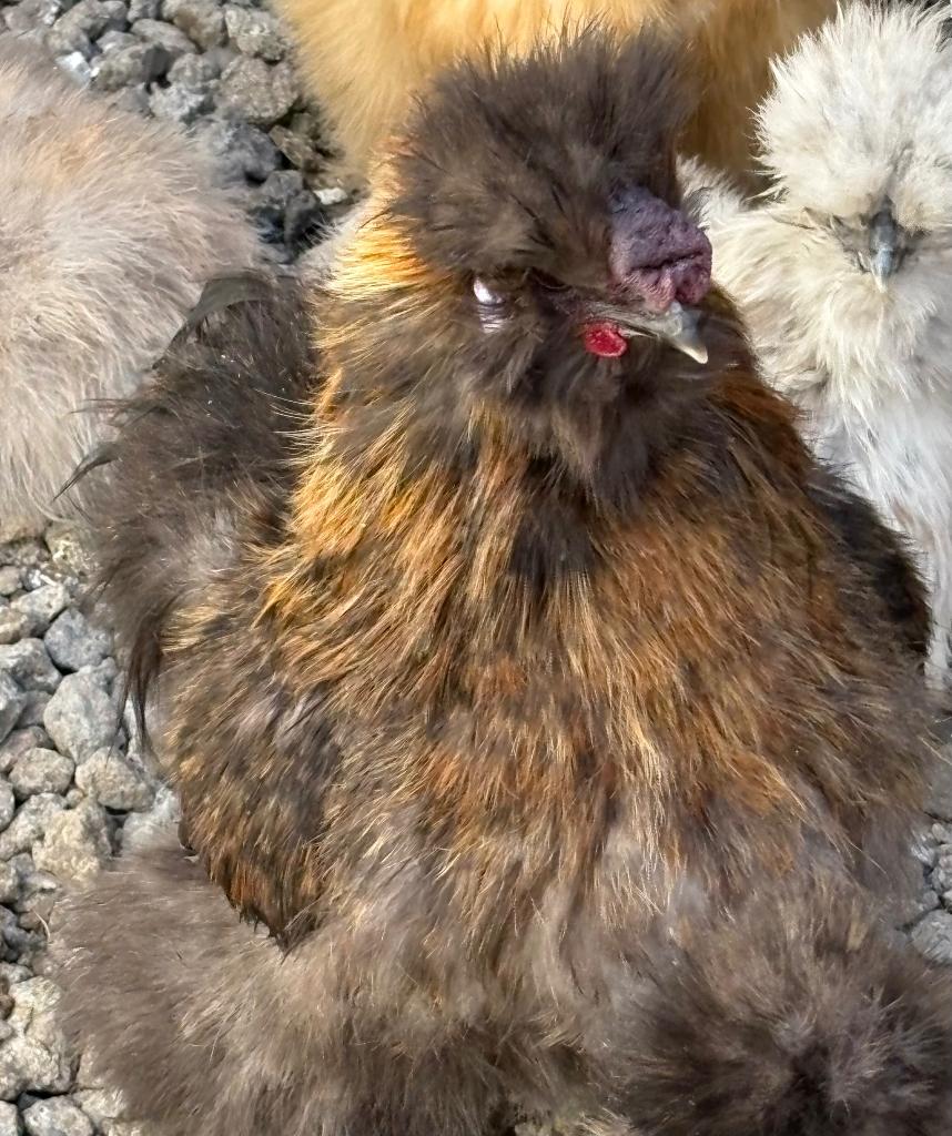 Zijdehoen haan Gratis, Dieren en Toebehoren, Kip
