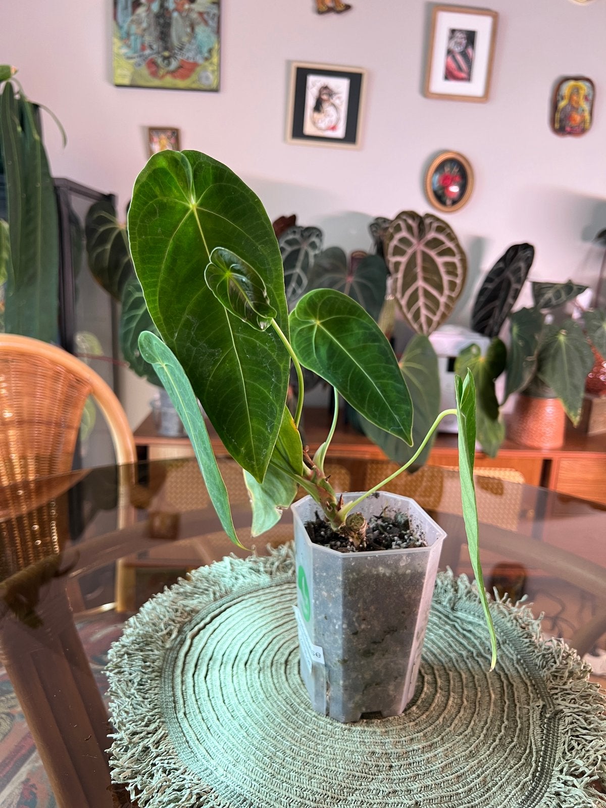 Anthurium Queremalense, Enlèvement ou Envoi