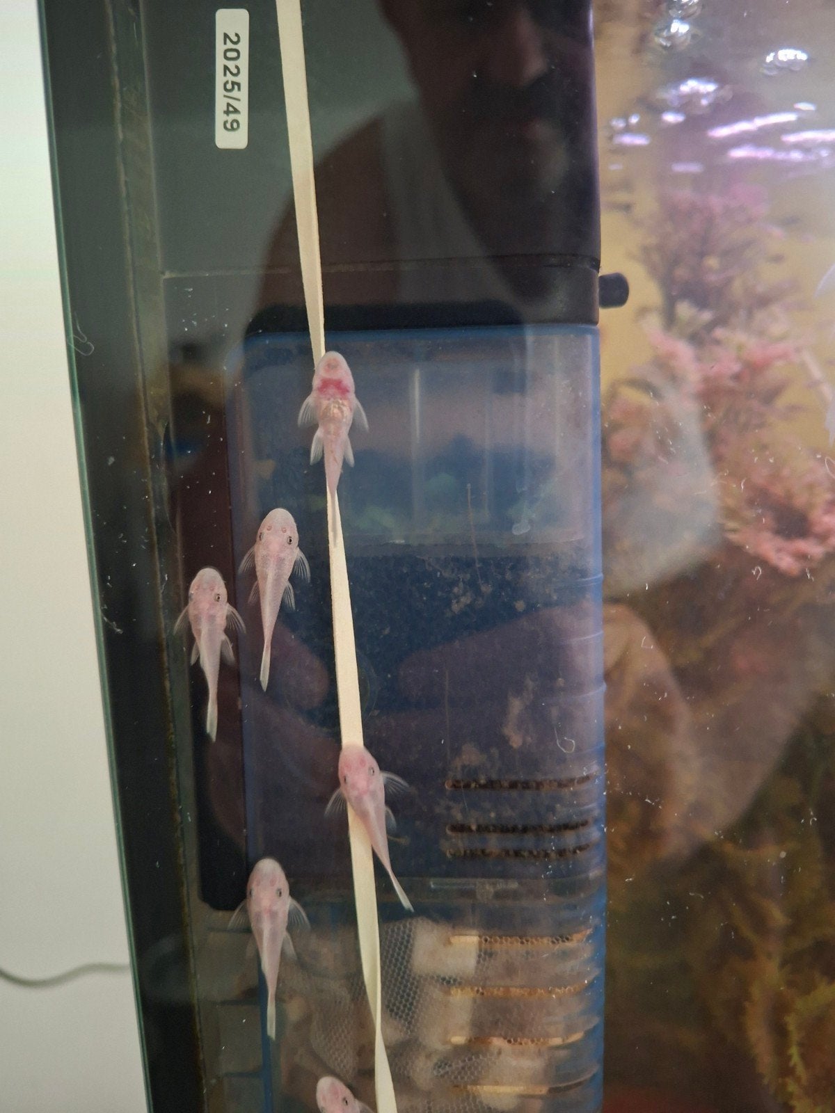 jonge gezonde ancistrus Bristlenose sw, Zoetwatervis