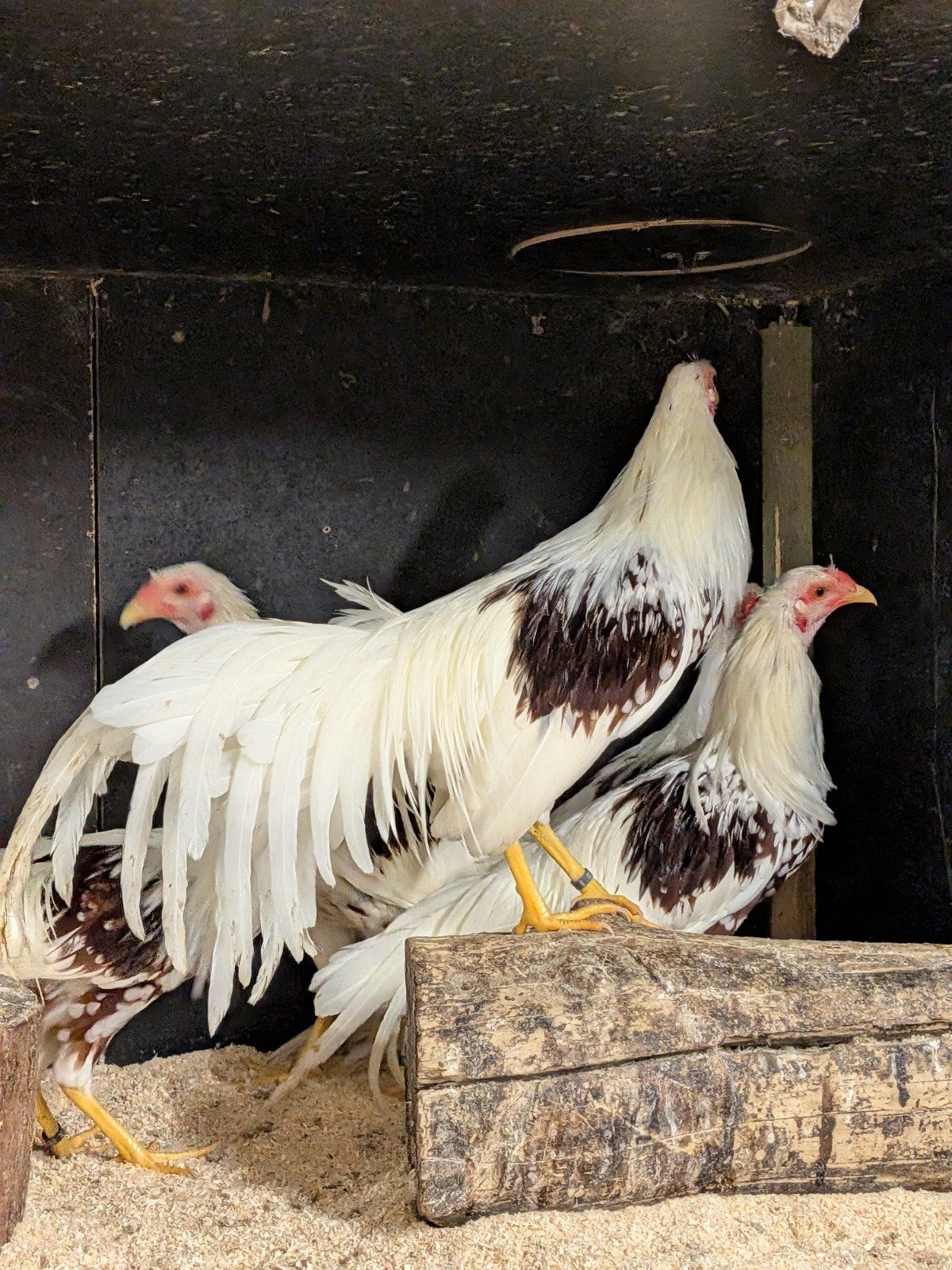 Yokohama kriel haan, Dieren en Toebehoren