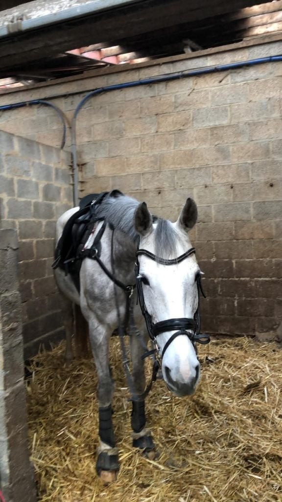 Allround  top paard (zangersheide merrie), Dieren en Toebehoren, Merrie, Springpaard, Met stamboom, Niet van toepassing