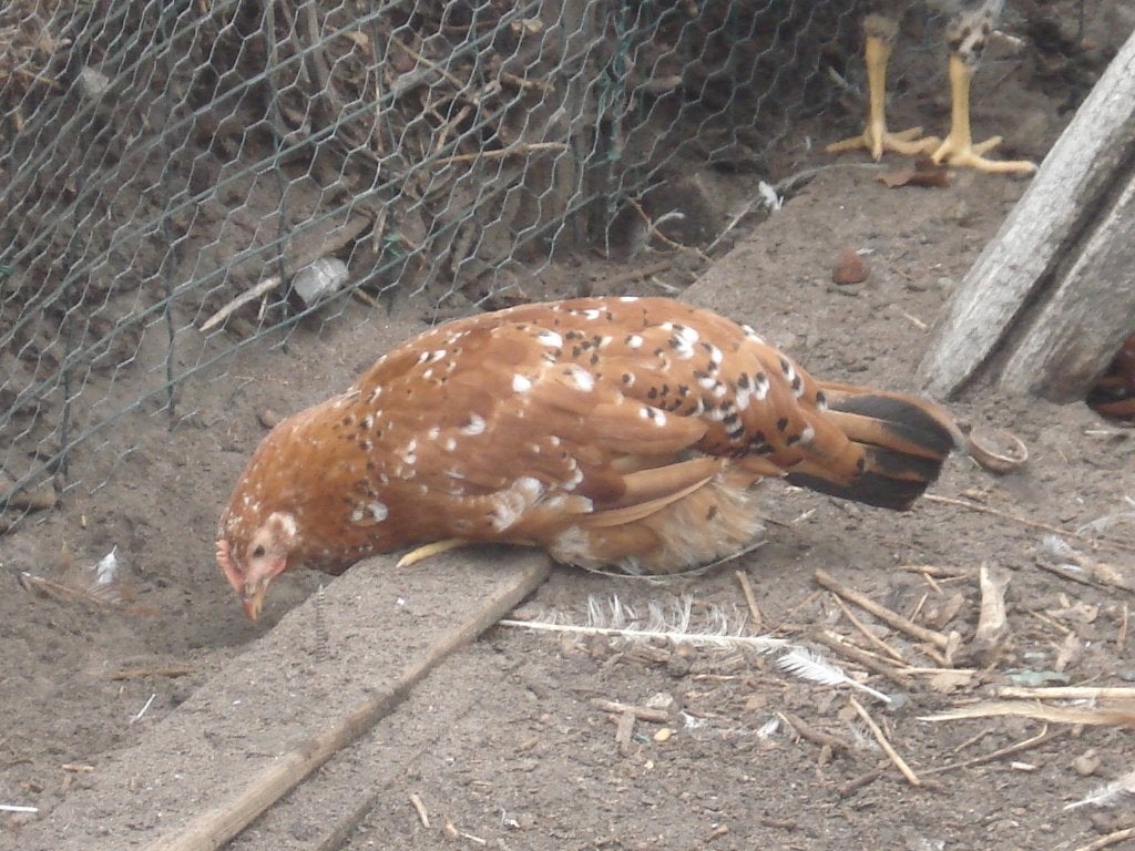 leghorn (duizendkleur, porselein), Femelle, Poule ou poulet