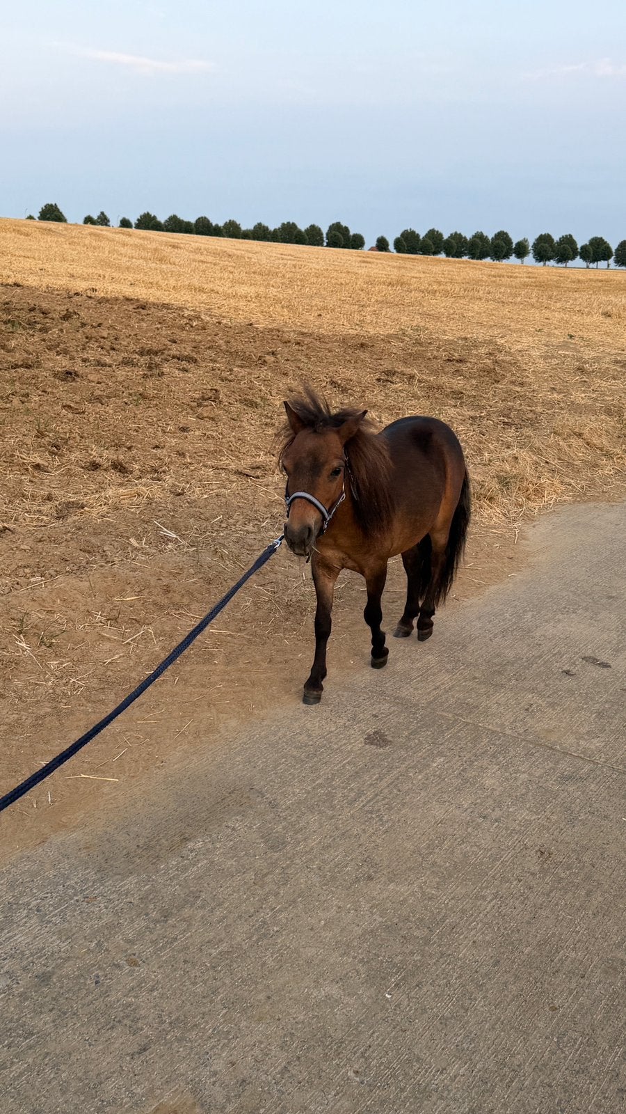 Pony/mini paardje, Dieren en Toebehoren, Recreatiepony, Gechipt, 0 tot 2 jaar, Zadelmak