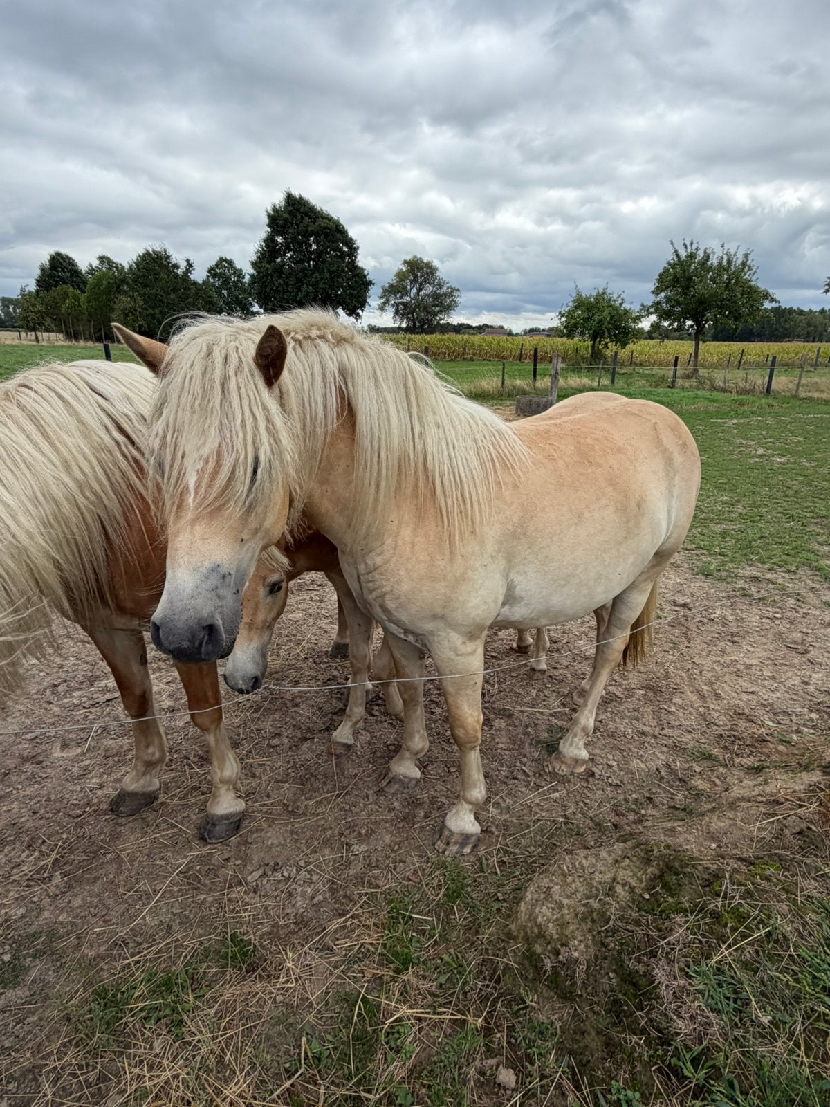 Halflinger te koop, Dieren en Toebehoren, Pony's