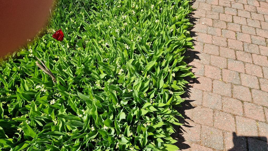 muguet, Jardin & Terrasse, Enlèvement, Annuelle, Autres espèces