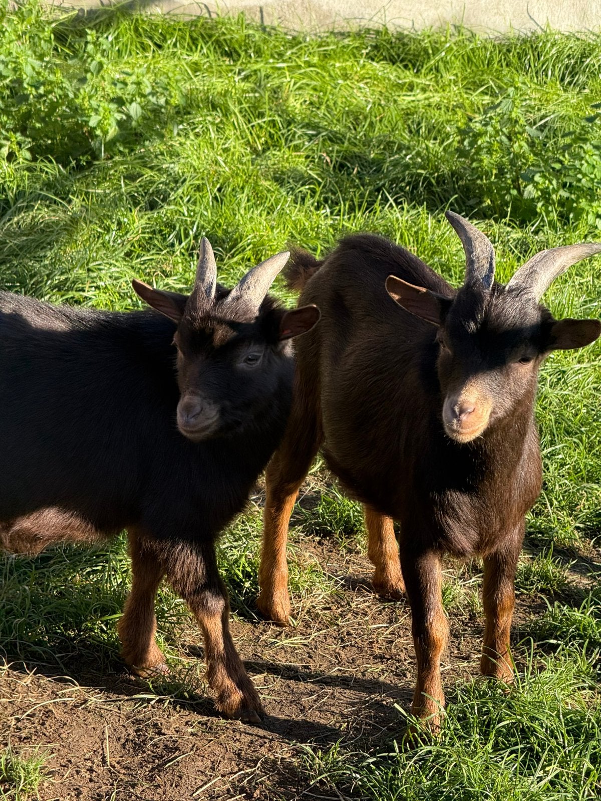 Chocotan dwerggeit, Dieren en Toebehoren, Mannelijk, Geit, 0 tot 2 jaar